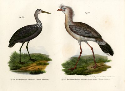 Red-legged Seriema by German School